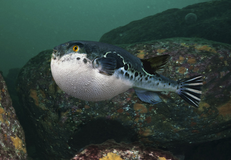 詩(shī)詞里的長(zhǎng)江生物：蘇軾《惠崇春江晚景二首（其一）》